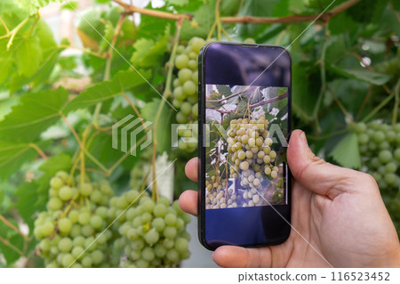 Farmer using smart phone for monitoring property of soil in garden. Smart gardening farming concept. Mobile application for agriculture 116523452