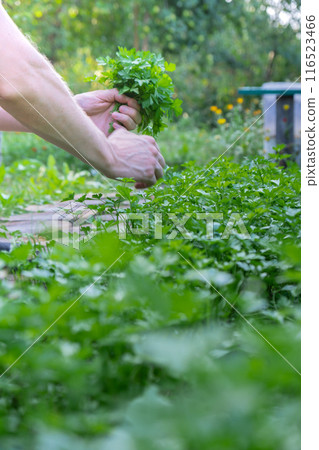 Man hands harvesting green herbs in outdoor garden. Concept of healthy eating homegrown greenery vegetables. Seasonal countryside cottage core life Man hands harvesting green herbs in outdoor garden. Concept of healthy eating homegrown greenery vegetables. Seasonal countryside cottage core life 116523466