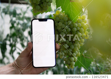 Concept of smart agriculture. Smartphone in farmer hand on background of green harvesting grapes. Blank empty white screen mock up phone advertisement 116523471