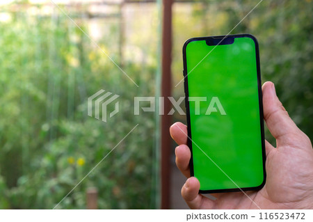 Farmer hand holding mobile phone with empty green chroma key screen. Mock up outside on farm agriculture concept. Tomatoes in greenhouse background. Harvesting technology 116523472