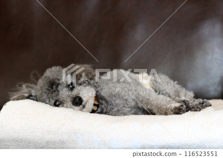 躺著的玩具貴賓犬 睡在毯子上的玩具貴賓犬 狗的表情 116523551