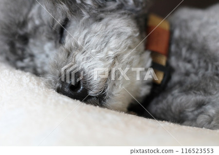 Toy poodle lying down, Toy poodle sleeping on a blanket, Dog's facial expression 116523553
