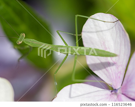 Mantis larvae on hydrangea flowers Mantis larvae on hydrangea flowers 116523646