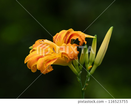 Summer forest dayflower Summer forest dayflower 116523755