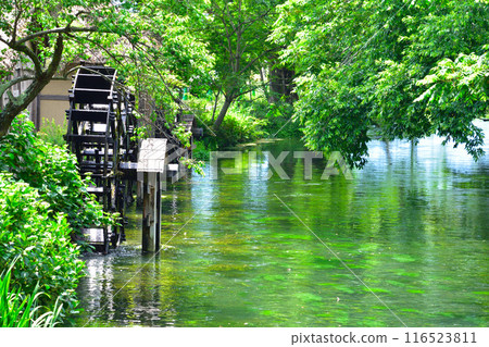 Fresh greenery, Shinshu, Azumino, Tadegawa 116523811