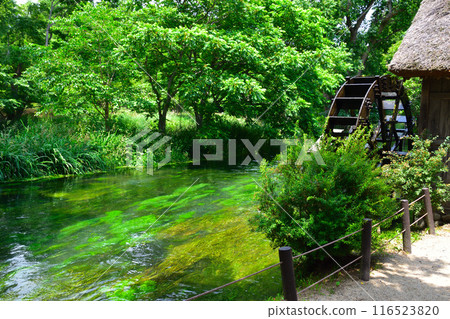 Fresh greenery, Shinshu, Azumino, Tadegawa 116523820