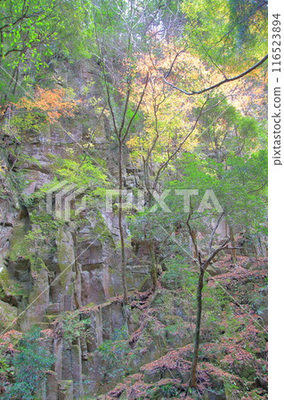 Akame 48 Waterfalls: A famous spot for viewing autumn leaves Akame 48 Waterfalls: A famous spot for viewing autumn leaves 116523894