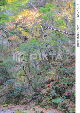 Akame 48 Waterfalls: A famous spot for viewing autumn leaves 116523895