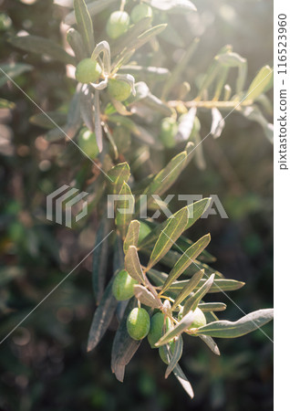 Green olives growing in olive tree, in mediterranean plantation, 116523960