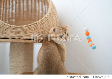 pet care concept with british cat relax and play in living room pet care concept with british cat relax and play in living room 116524006
