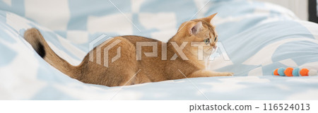 pet care concept with british cat relax and play in living room pet care concept with british cat relax and play in living room 116524013