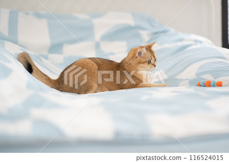 pet care concept with british cat relax and play in living room 116524015