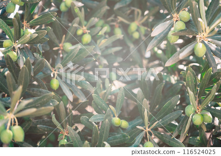 Green olives growing in olive tree, in mediterranean plantation, 116524025