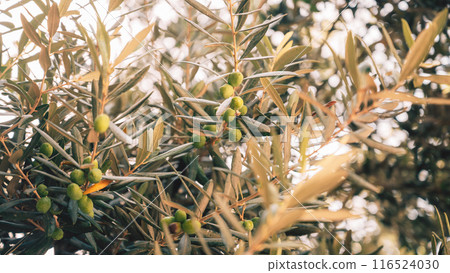 Green olives growing in olive tree, in mediterranean plantation, 116524030