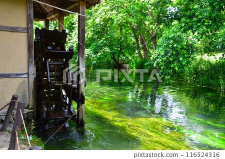 Fresh greenery, Shinshu, Azumino, Tadegawa 116524316