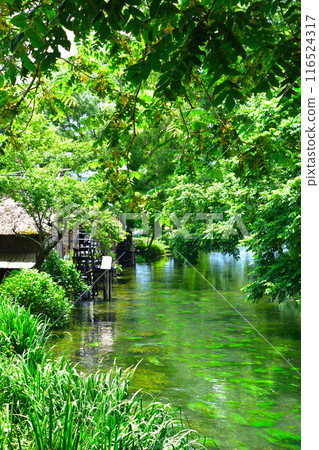 Fresh greenery, Shinshu, Azumino, Tadegawa Fresh greenery, Shinshu, Azumino, Tadegawa 116524317
