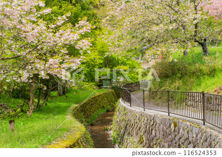 拍攝京都市左京區大原之裡從春天到初夏的宜人風景 拍攝京都市左京區大原之裡從春天到初夏的宜人風景 116524353