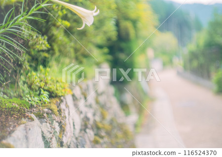 Photographing the delightful scenery of Ohara Village in Sakyo Ward, Kyoto City from spring to early summer Photographing the delightful scenery of Ohara Village in Sakyo Ward, Kyoto City from spring to early summer 116524370