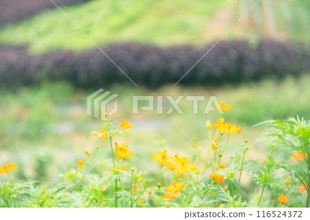 拍攝京都市左京區大原之裡從春天到初夏的宜人風景 116524372