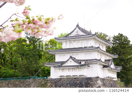 名古屋城西北角塔樓和櫻花 名古屋城西北角塔樓和櫻花 116524414