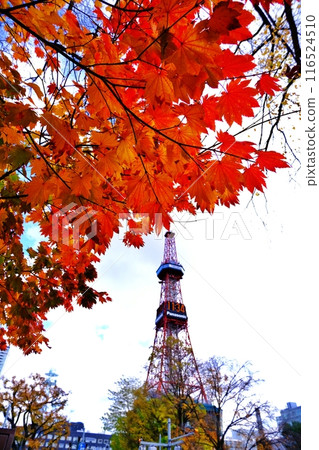 Odori Park, Sapporo, in autumn Sapporo TV Tower Odori Park, Sapporo, in autumn Sapporo TV Tower 116524510