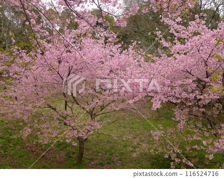 Usui Castle (Sakura City, Chiba Prefecture) Usui Castle (Sakura City, Chiba Prefecture) 116524716