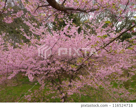 Usui Castle (Sakura City, Chiba Prefecture) Usui Castle (Sakura City, Chiba Prefecture) 116524718