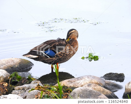 Duck Duck 116524840