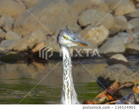 Gray heron 116524901