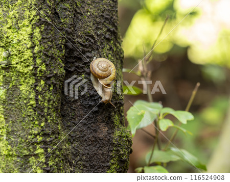 Snail crawling tree trunks 116524908
