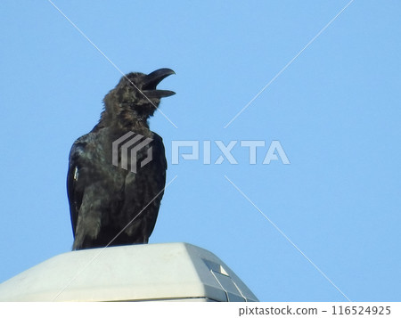 烏鴉 116524925