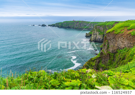 [Hokkaido, Hama-naka Town] Cape Kiritappu (Cape Yufutsu) in summer 116524937