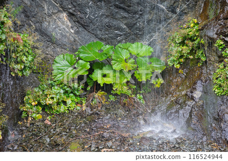 瀑布流下岩石表面和濕野花 瀑布流下岩石表面和濕野花 116524944