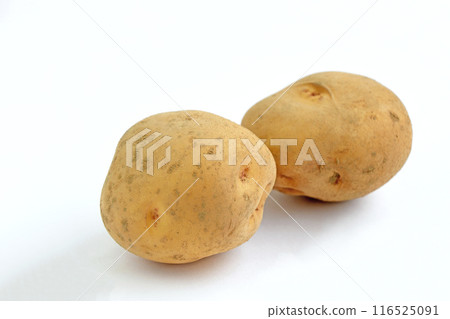 馬鈴薯（西高） 116525091