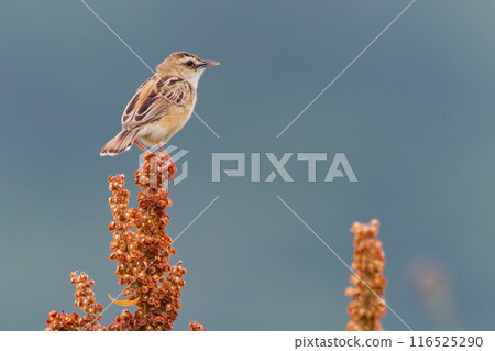 A male warbler guarding his territory from a lookout post A male warbler guarding his territory from a lookout post 116525290