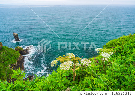 【北海道濱中町】桐多布岬(由岬)懸崖上盛開的夏日花朵 【北海道濱中町】桐多布岬(由岬)懸崖上盛開的夏日花朵 116525315