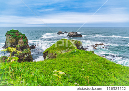 [Hokkaido, Hama-naka Town] Cape Kiritappu (Cape Yufutsu) Summer flowers blooming on the cliffs 116525322