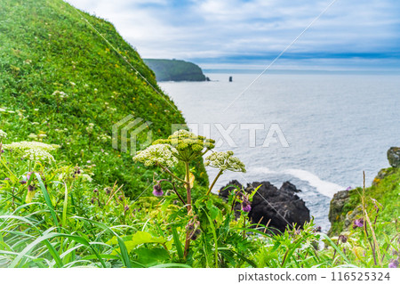 [Hokkaido, Hama-naka Town] Cape Kiritappu (Cape Yufutsu) Summer flowers blooming on the cliffs 116525324