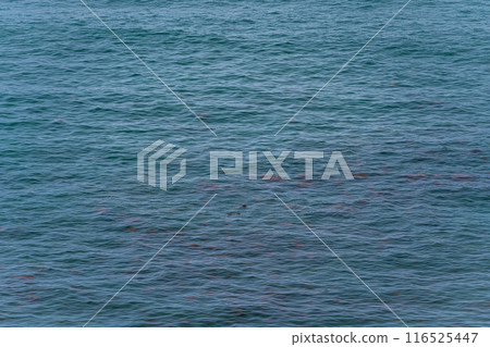 [Hokkaido, Hama-naka Town] A pair of sea otters at Cape Kiritappu (Cape Yufutsu) 116525447