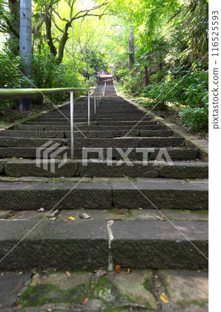 高崎市:清水寺:石階上的繡球花 高崎市:清水寺:石階上的繡球花 116525593