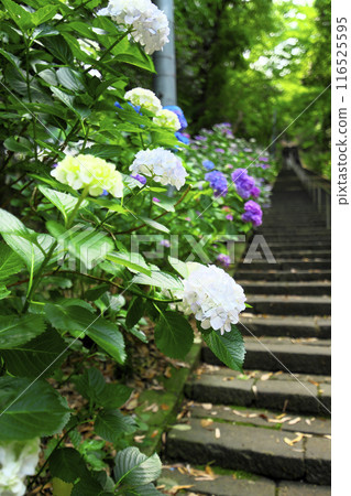 Takasaki City: Kiyomizu-dera Temple: Hydrangeas on the stone steps 116525595