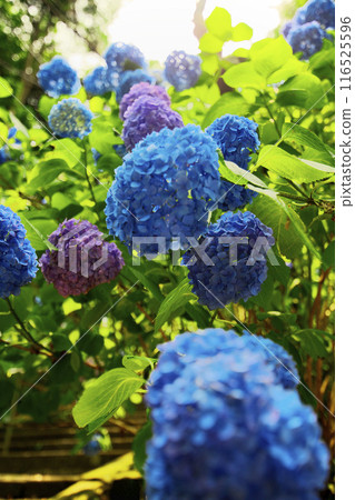 高崎市：清水寺：石階上的繡球花 116525596