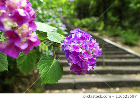 高崎市:清水寺:石階上的繡球花 高崎市:清水寺:石階上的繡球花 116525597
