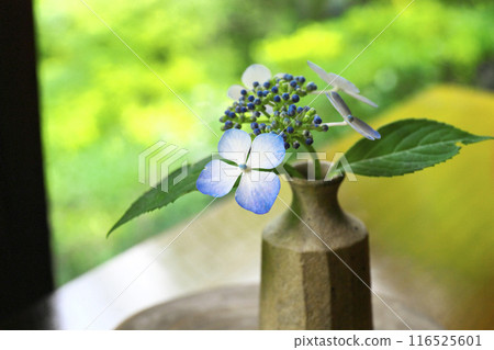 Takasaki City: Kiyomizu-dera Temple: Hydrangeas on the stone steps 116525601