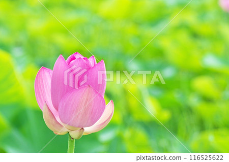 Pink lotus flowers blooming in a lotus field (Summer, July) 116525622