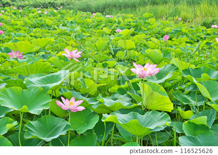 荷花田裡盛開的粉紅色荷花（夏季，七月） 116525626
