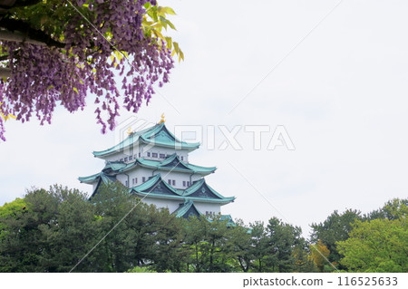 名古屋城堡塔樓和紫藤花 116525633