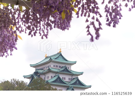 Nagoya Castle tower and wisteria Nagoya Castle tower and wisteria 116525639