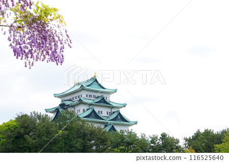 Nagoya Castle tower and wisteria Nagoya Castle tower and wisteria 116525640