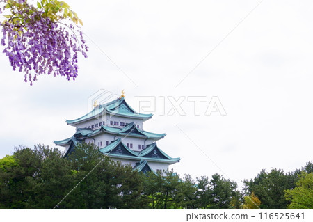 Nagoya Castle tower and wisteria Nagoya Castle tower and wisteria 116525641